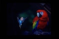 256 color picture